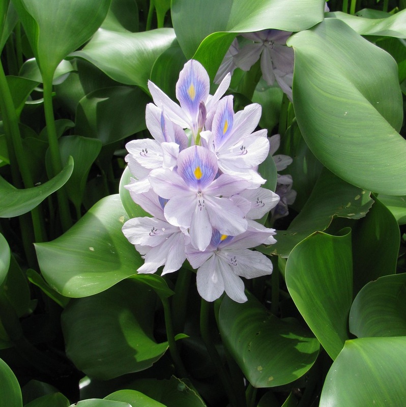 Eichhornia crassipes - Water Hyacinth