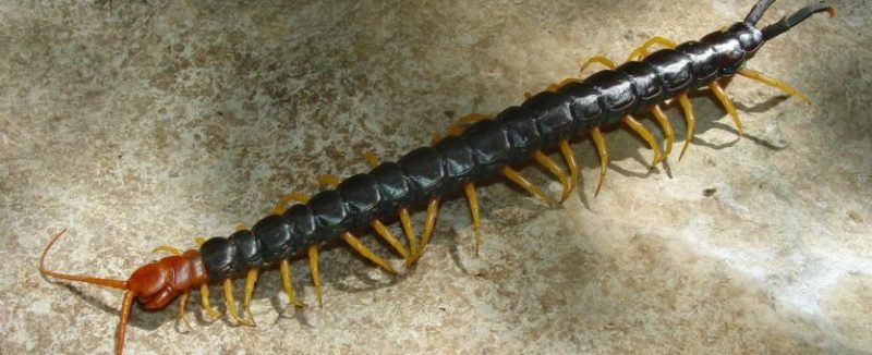 Image of a giant red-headed centipede.