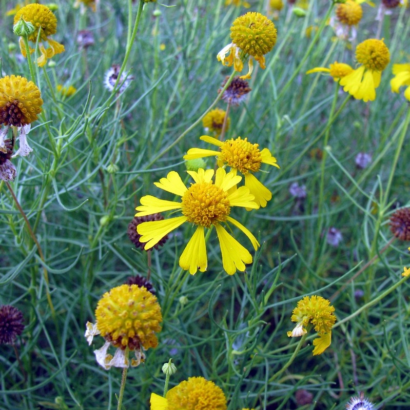 Yellow Bitterweed