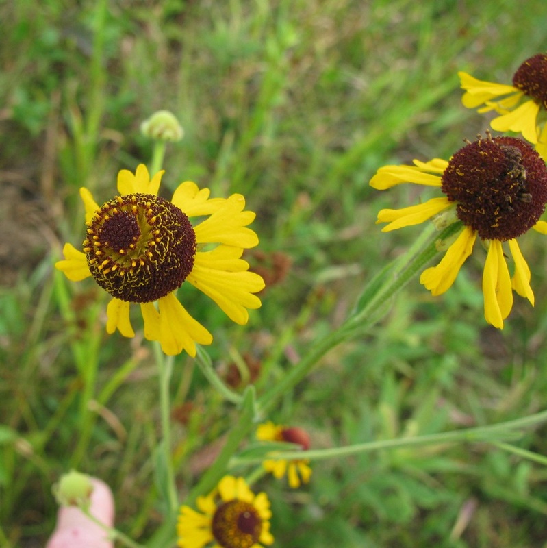 Helenium flexuosum - Purplehead Sneezeweed 