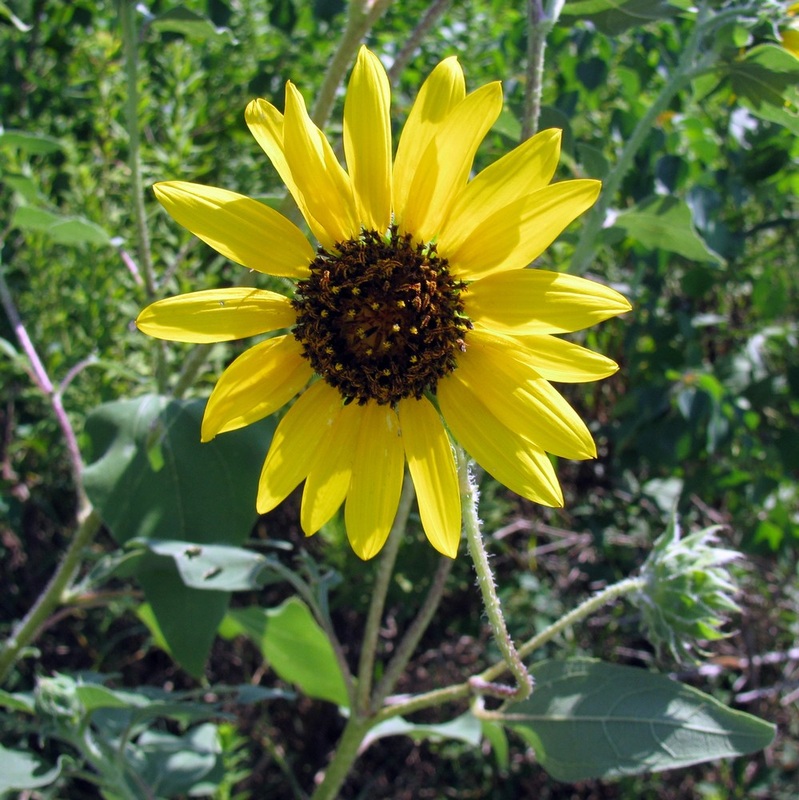 Helianthus annuus