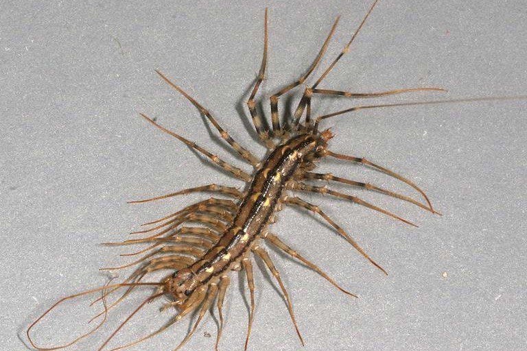 House Centipedes