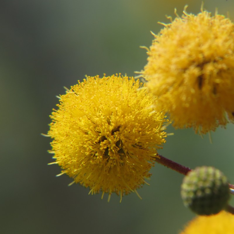 Huisache, Acacia farnesiana