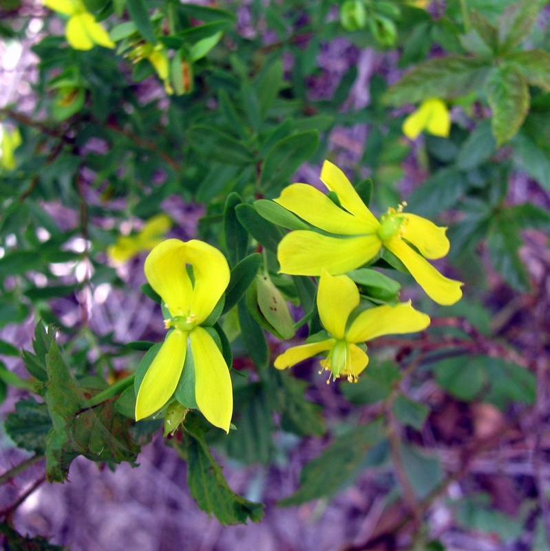 Hypericum hypericoides ssp. hypericoides - St. Andrew's Cross 