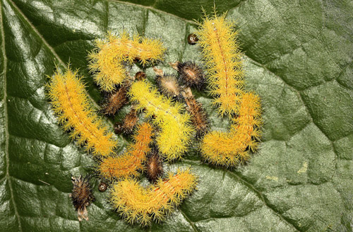 io moth - Automeris io (Fabricius)