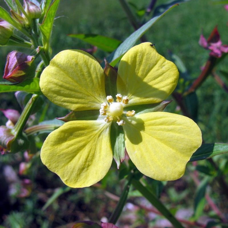 Ludwigia octovalvis ssp. octovalvis - Mexican Primerose-willow