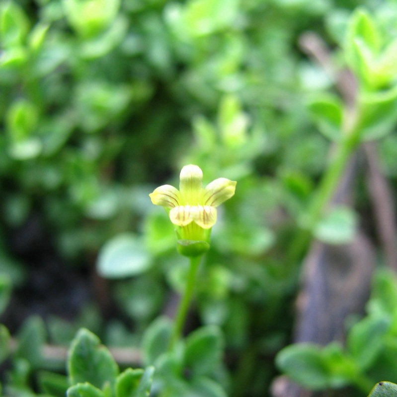 Mecardonia procumbens - Baby Jump-up 