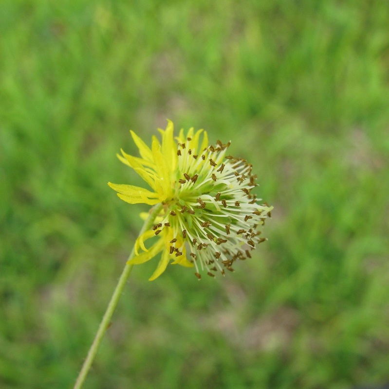 Neptunia pubescens - Tropical Puff 