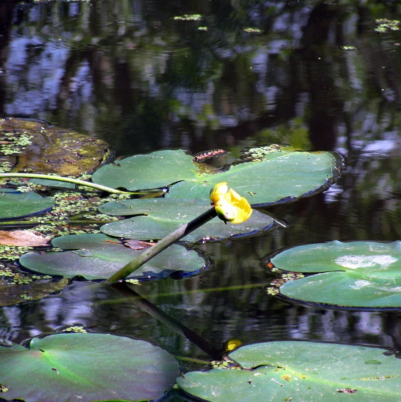 Nuphar lutea ssp. advena - Yellow Pond-lily 
