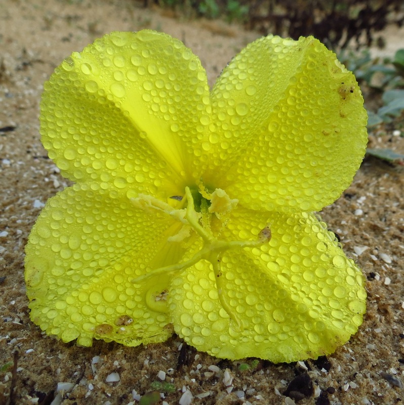 Oenother drummondii - Beach Evening Primrose 
