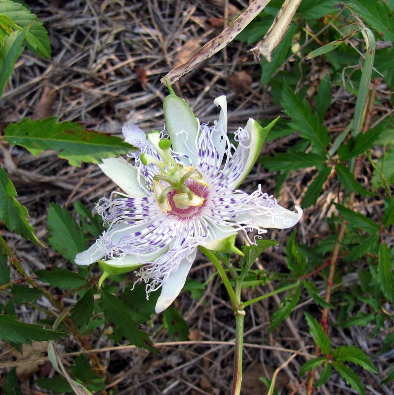 Passiflora incarnata - Purple Passionflower 