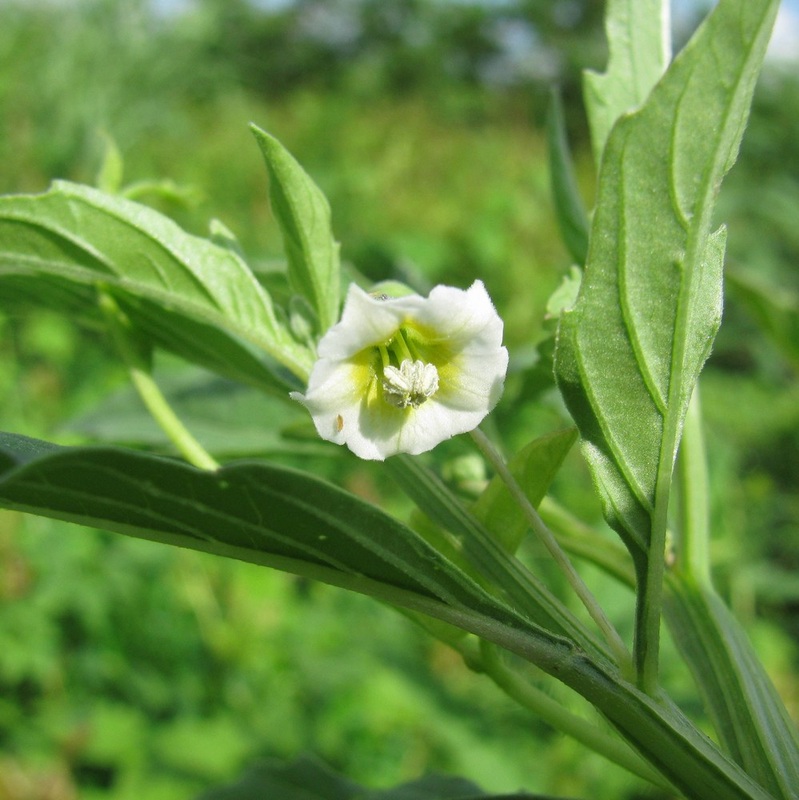 Physalis angulata - Cutleaf Groundcherry 