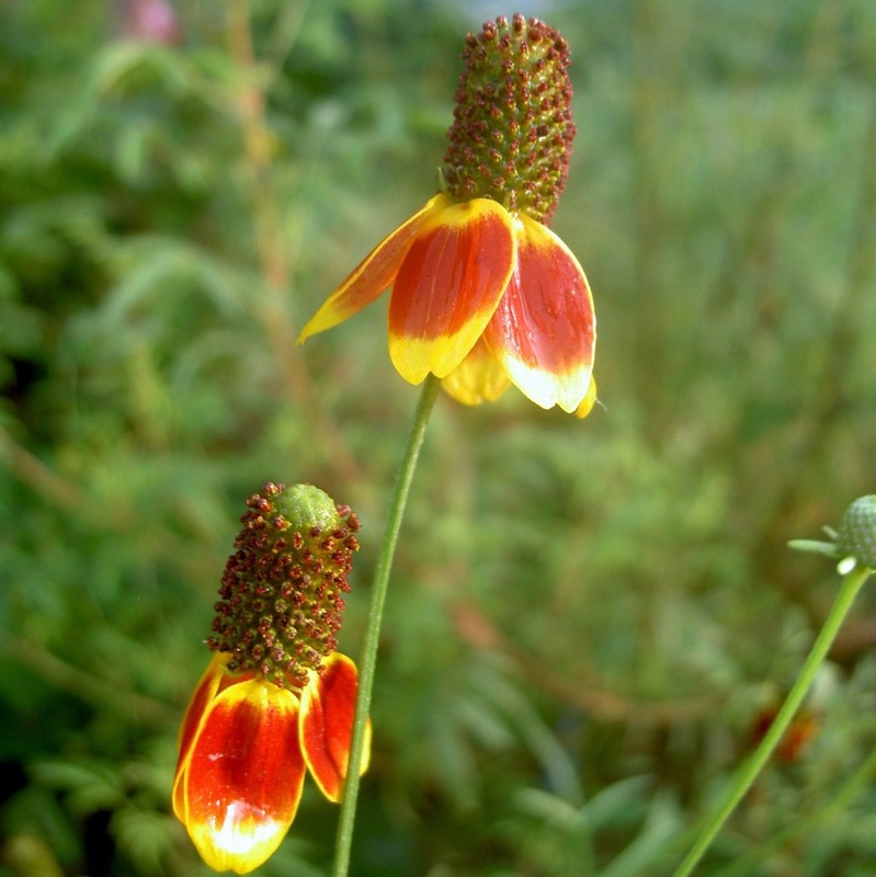 Ratibida columnifera - Mexican Hat 