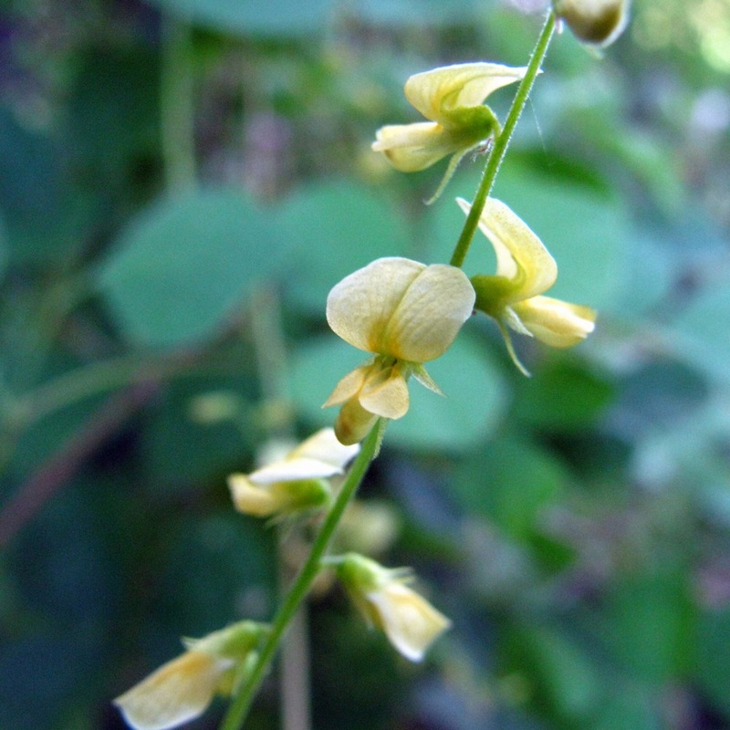 Rhynchosia latifolia - Prairie Snoutbean 