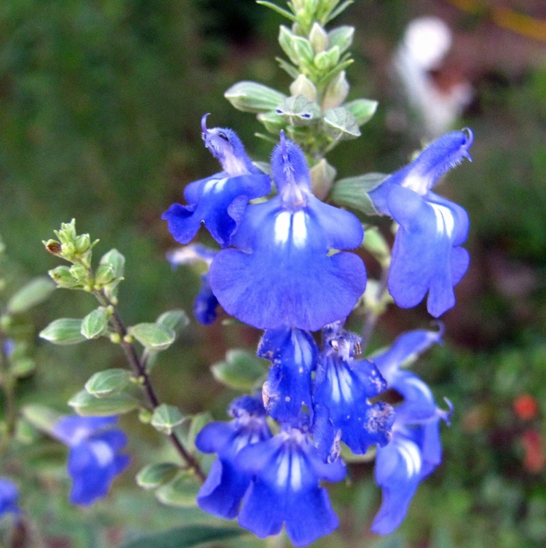 Salvia azurea - Pitcher Sage 