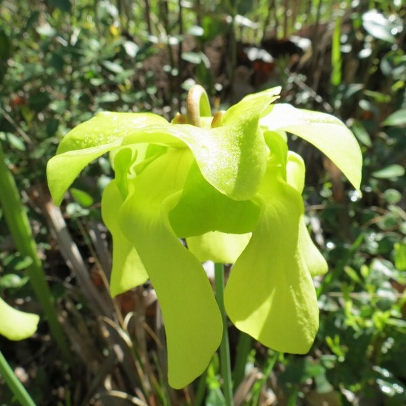 Sarracenia alata 