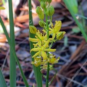 Schoenolirion croceum