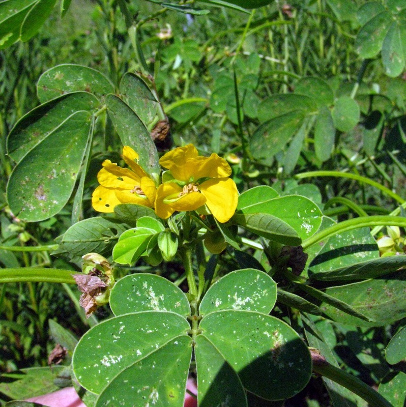 Senna obtusifolia - Java-bean 