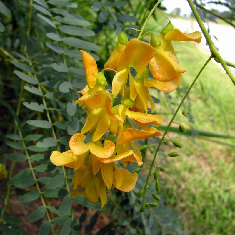 Sesbania drummondii - Rattlebush 
