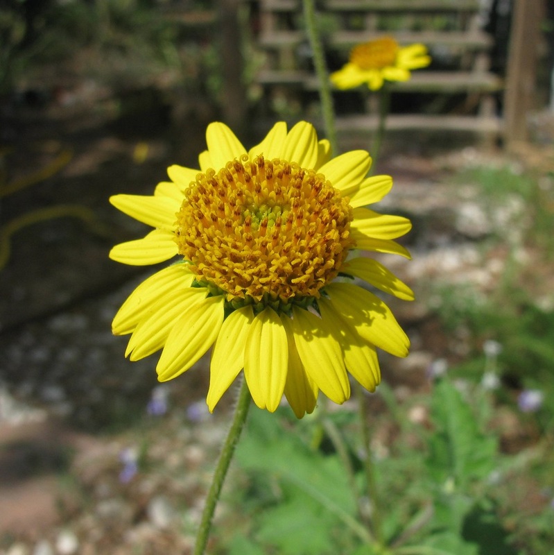 Simsia calva - Bush Sunflower 