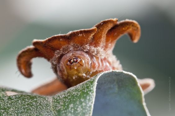 The Hag Moth Caterpillar.