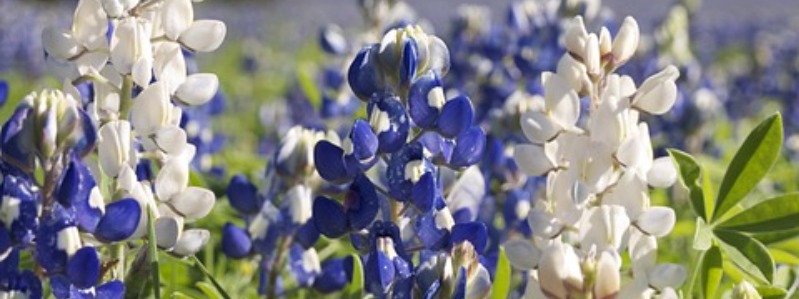 White Texas Wildflowers