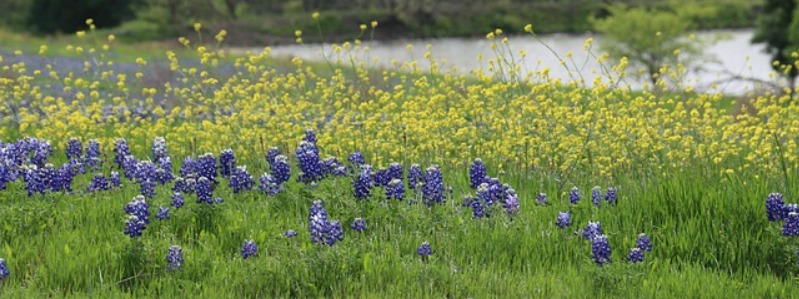 Yellow Texas Wildflowers