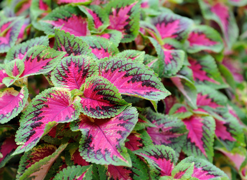 Coleus