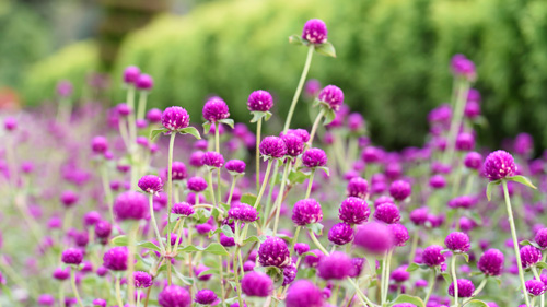 GlobeAmaranth