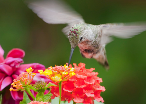 Lantana