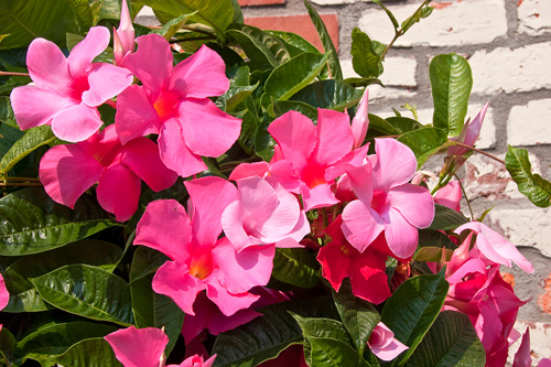 Mandevilla