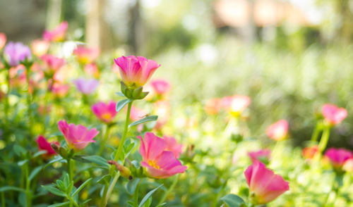 MossRose