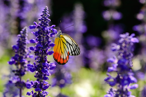 Salvia