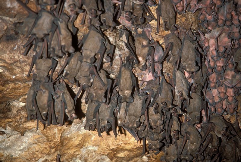 Bat-Watching Sites of Texas