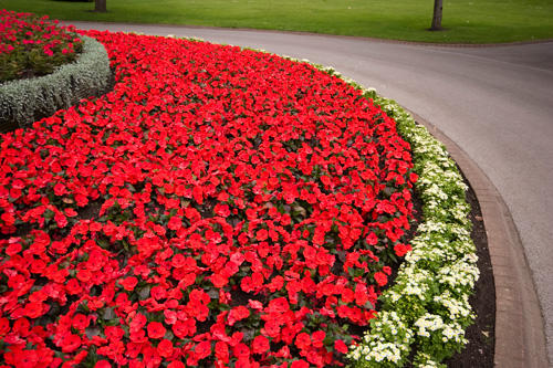 impatiens