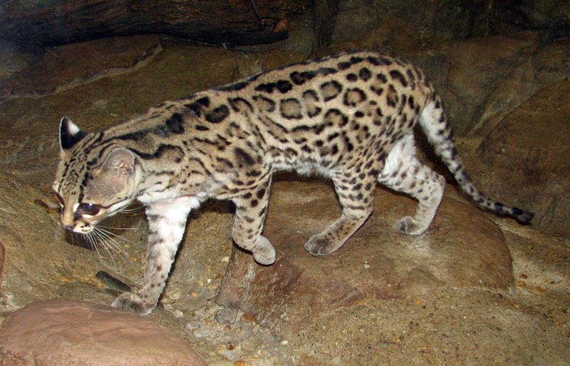 Margay - Leopardus wiedii - NatureWorks