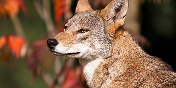 Red Wolf | National Wildlife Federation