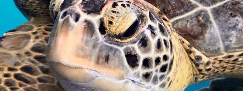 Exotic Animals Texas