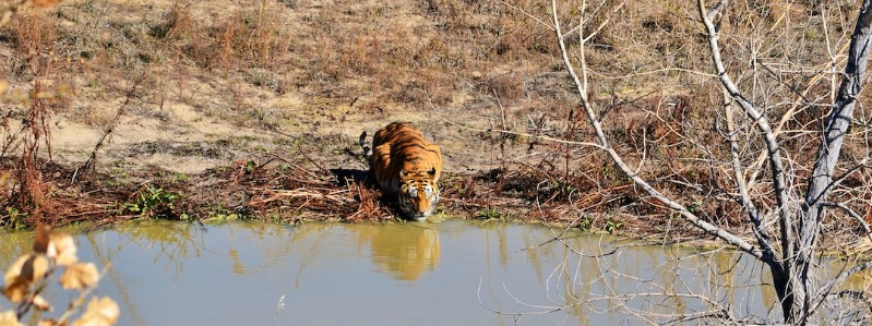 Texas Wild Cats