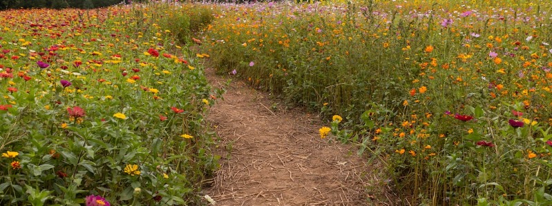 Easy Plants to Grow in Texas