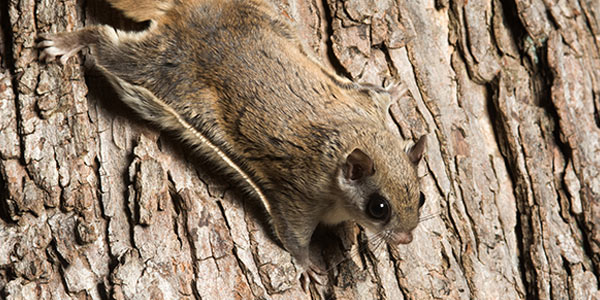 Flying Squirrels | National Wildlife Federation