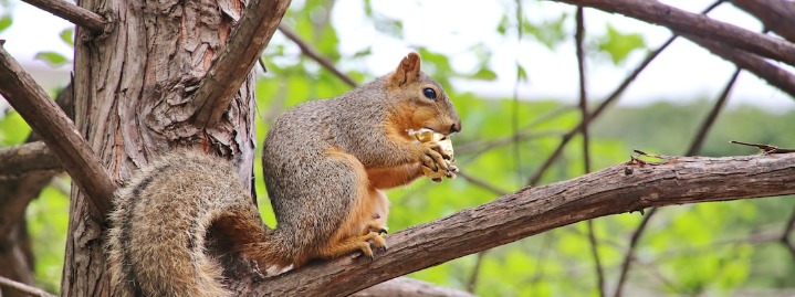 Texas Fox Squirrels