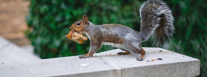 Gray Squirrels in East Texas