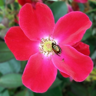 prune Knock Out Roses