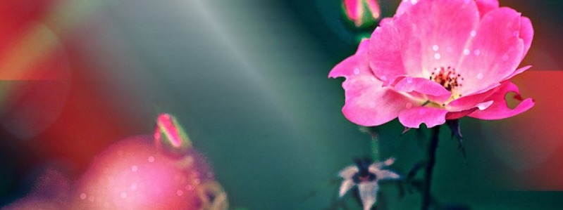 Knockout Roses pruning