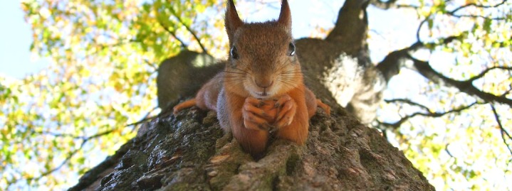 squirrels in Texas