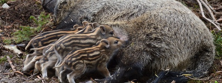 wild pig texas