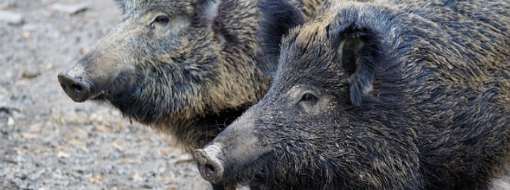 texas wild pigs