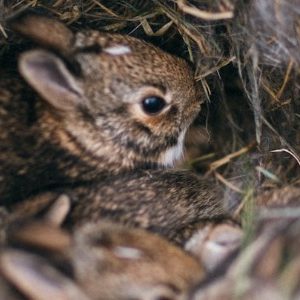 100 Rabbit Facts