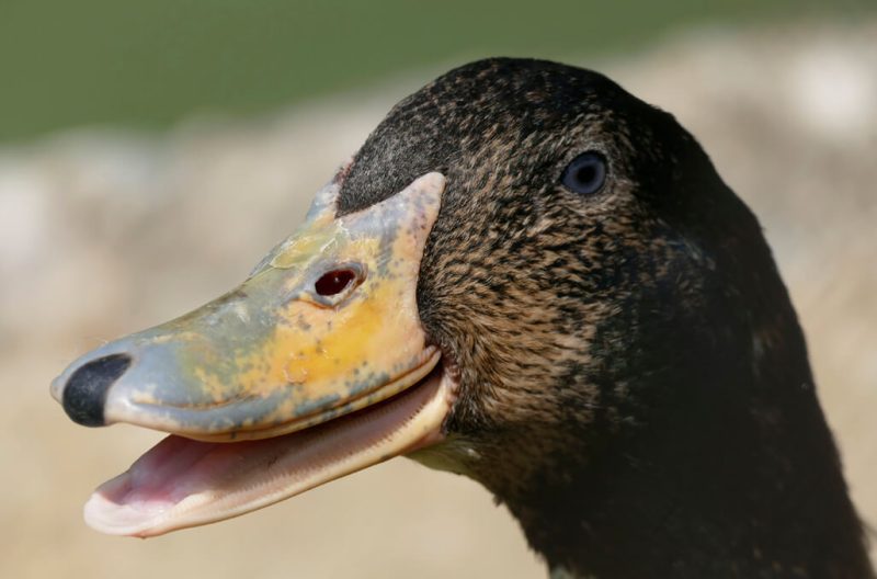 Do Ducks Have Teeth